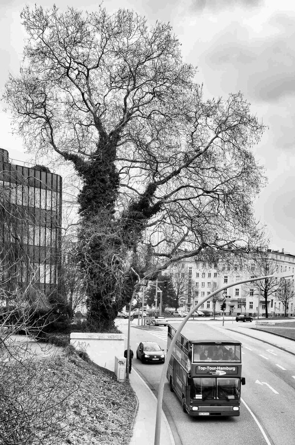 Kühne Helden – Stadtbäume in Hamburg